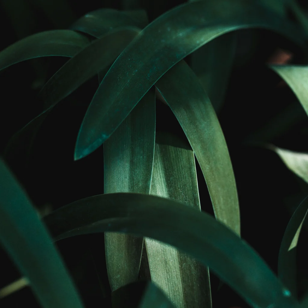 Pretoria and Johannesburg Gardens