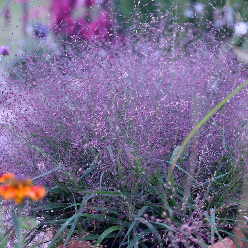 Purple Eragrostis gauteng garden ornamental Purple Eragrostis