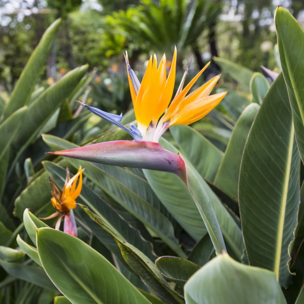 Strelitzia