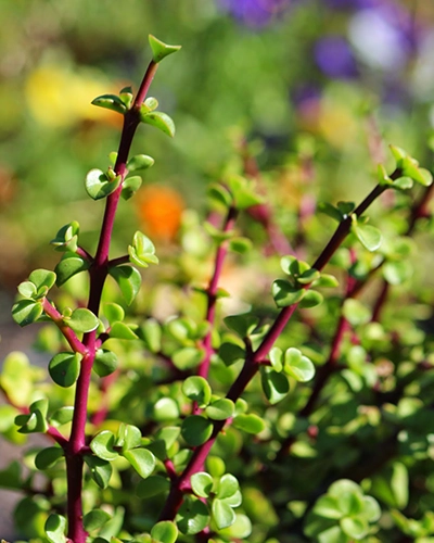 Low-maintenance garden Gauteng