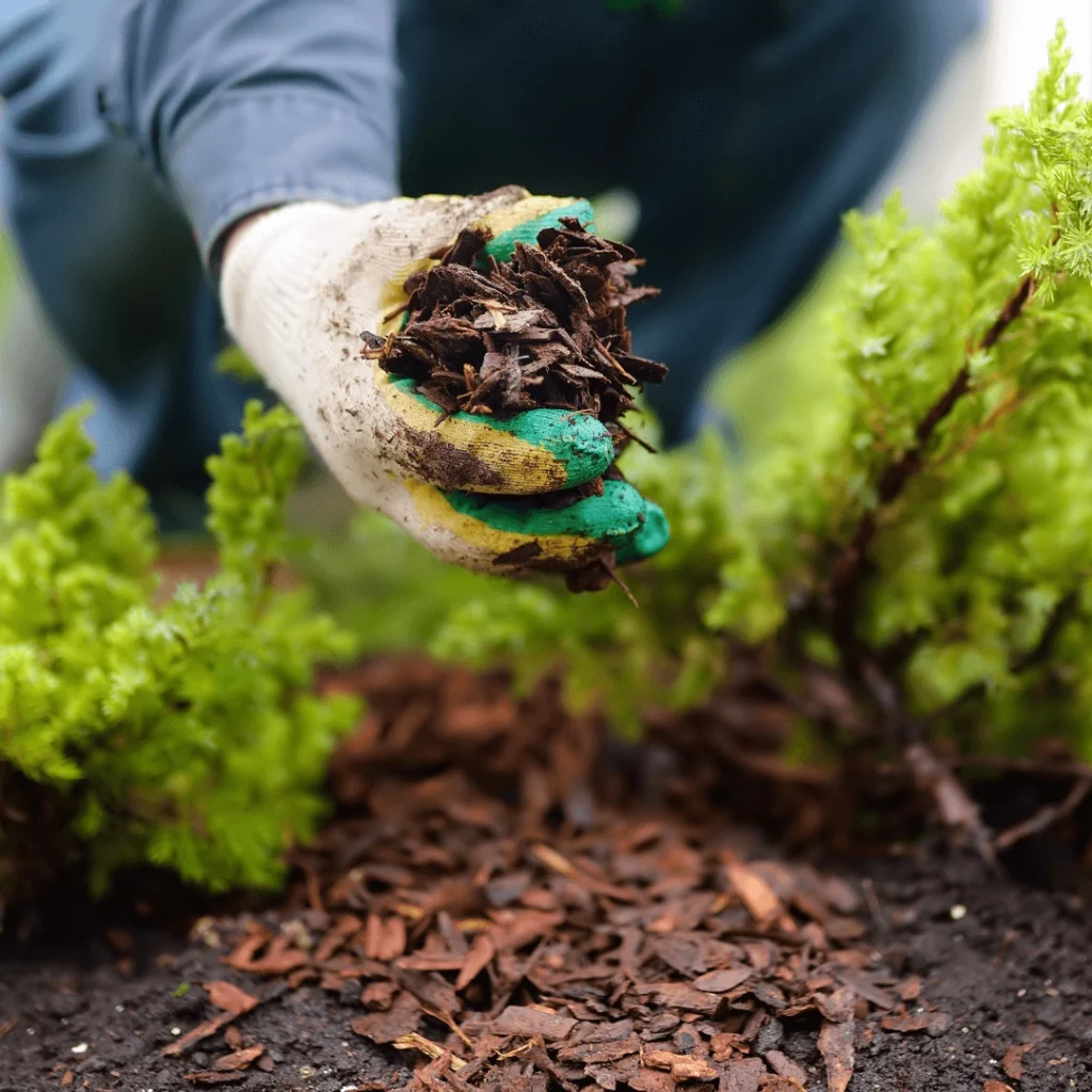 Mulching for Water Wise Gardens