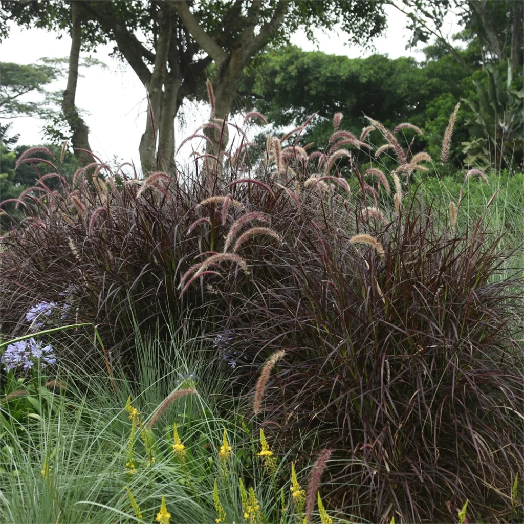 Ornamental Grasses for Water Wise Gardens