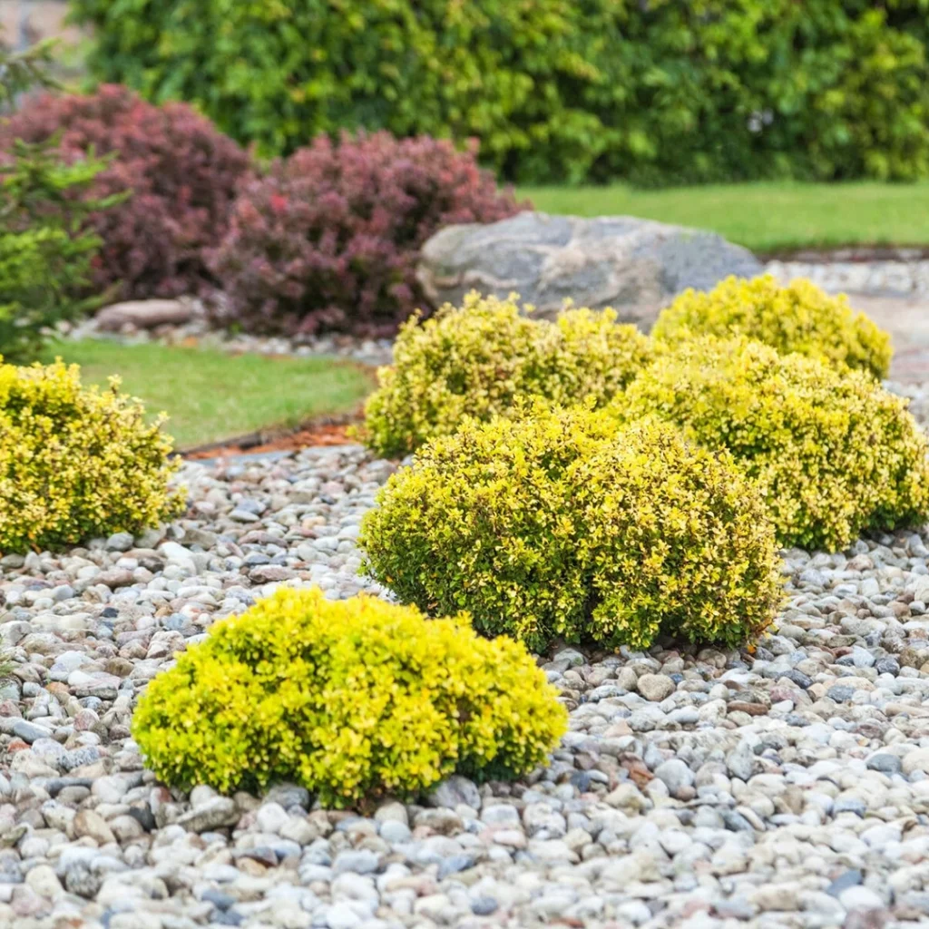 low maintenance gardens with shrubs and gravel