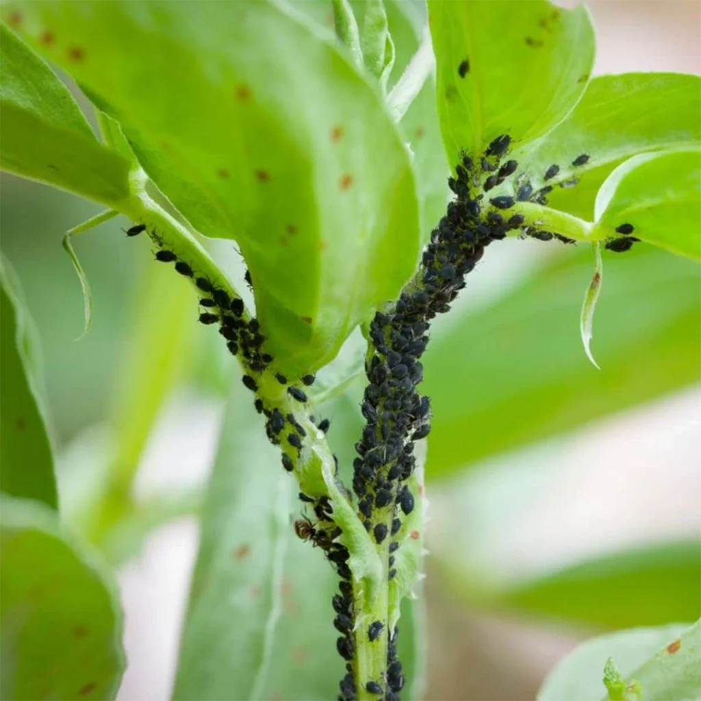aphids common garden problems in Gauteng - aphids