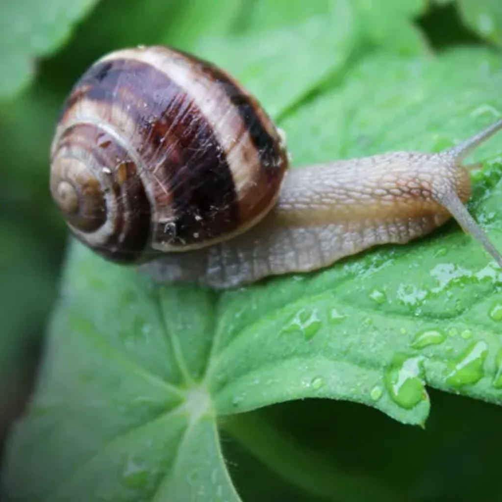 garden snail common garden problems in Gauteng - garden snails
