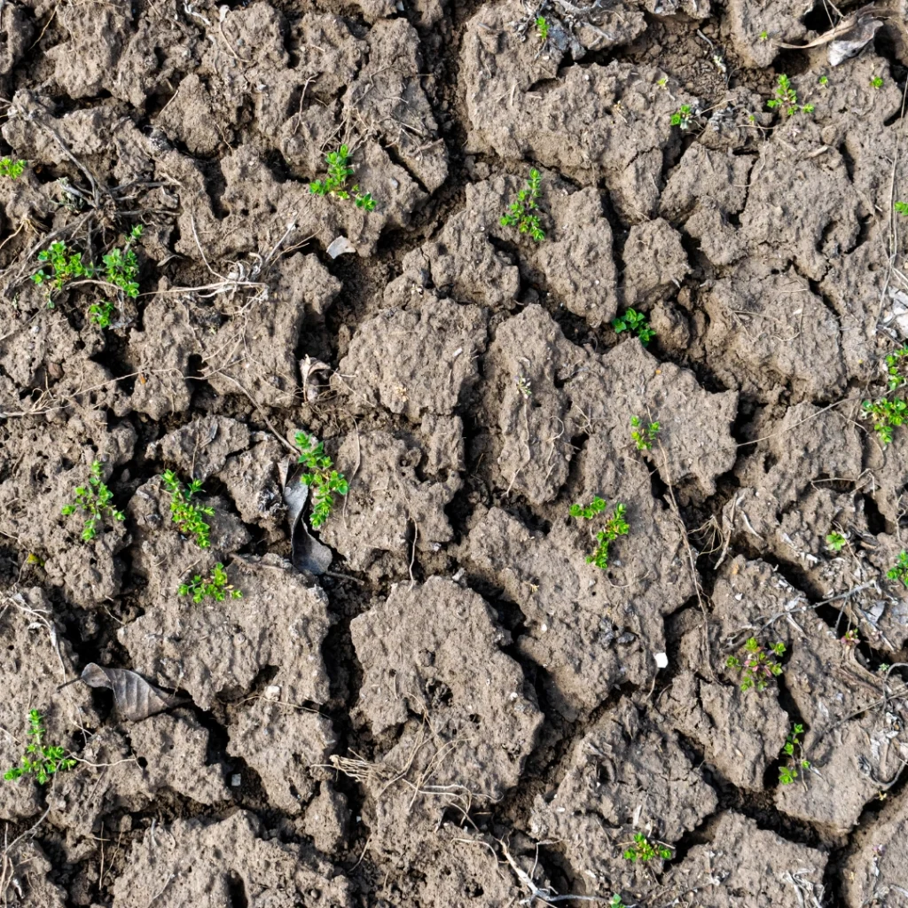 poor soil quality common garden problems in Gauteng - poor soil quality