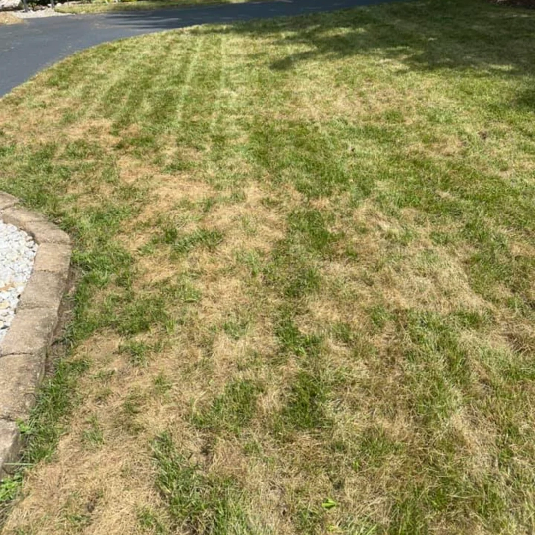spotty lawn common garden problems in gauteng - dry lawn