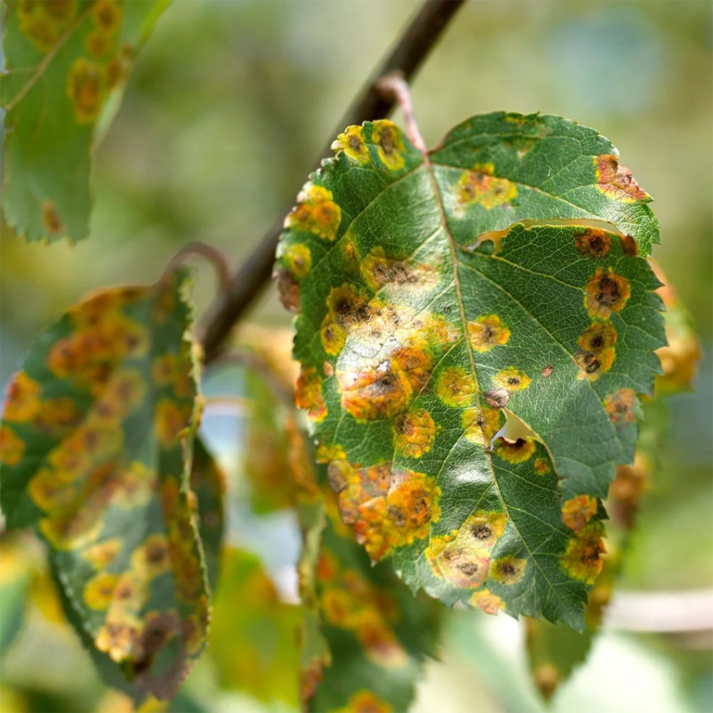 tree rust common garden problems in Gauteng - plant fungus rust