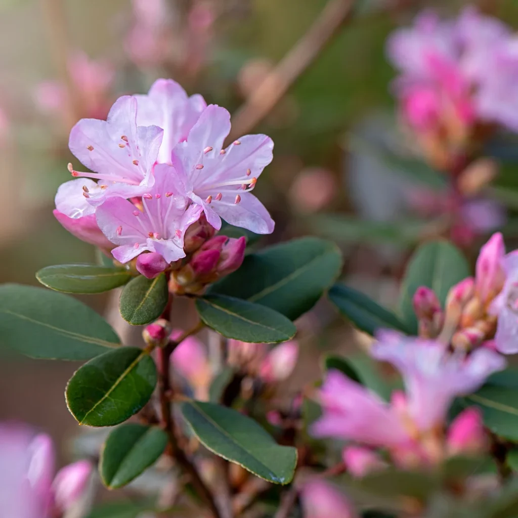Autumn Plants for Gauteng Gardens Azalea