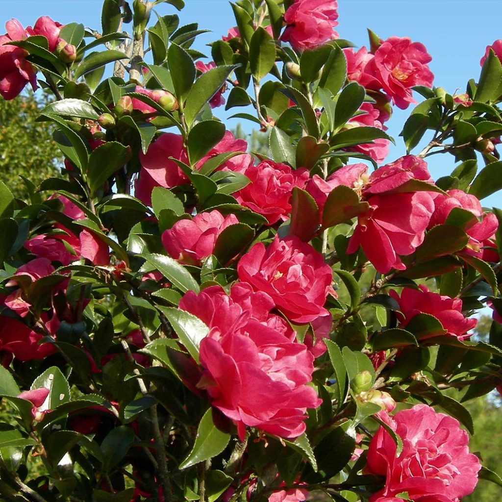 Autumn Plants for Gauteng Gardens Camellia