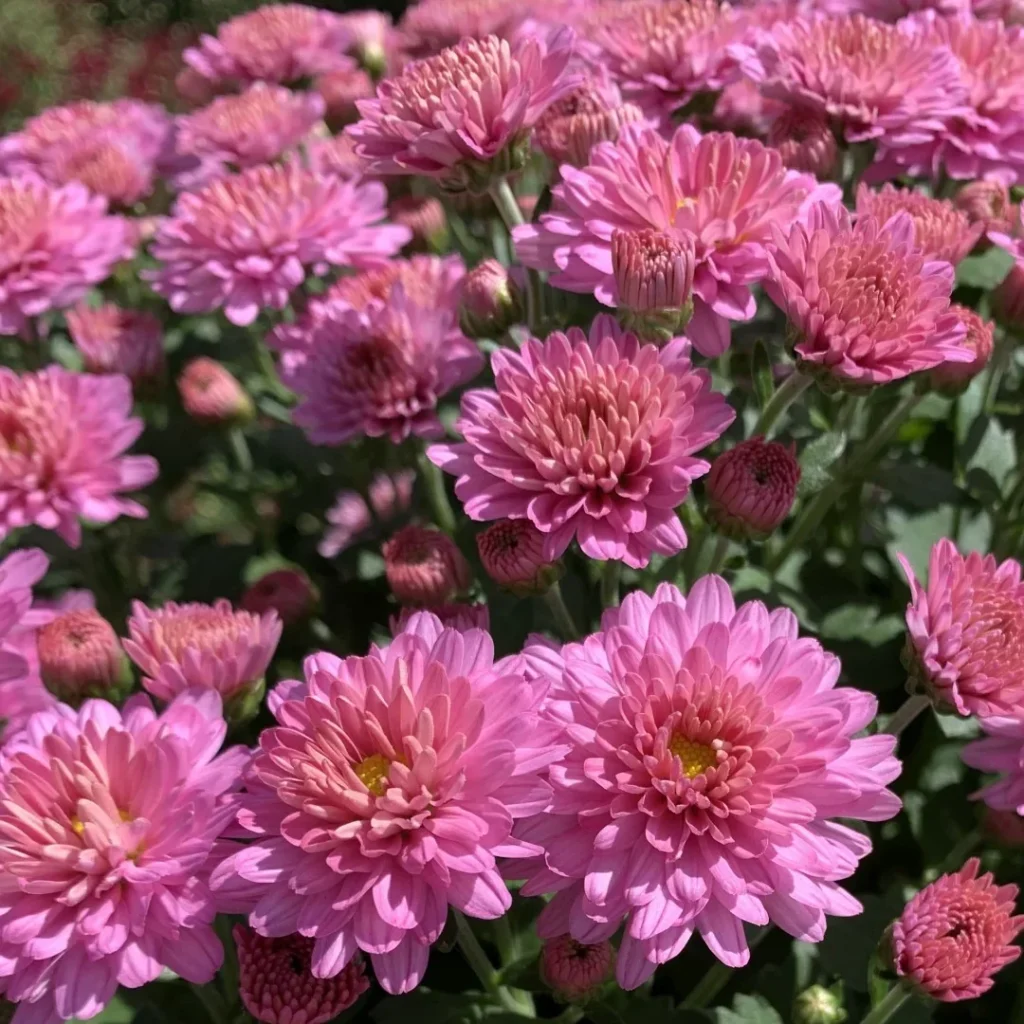 Autumn Plants for Gauteng Gardens Chrysanthemum