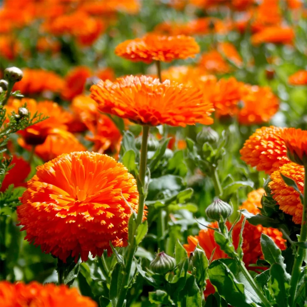 Autumn Plants for Gauteng Gardens Calendula