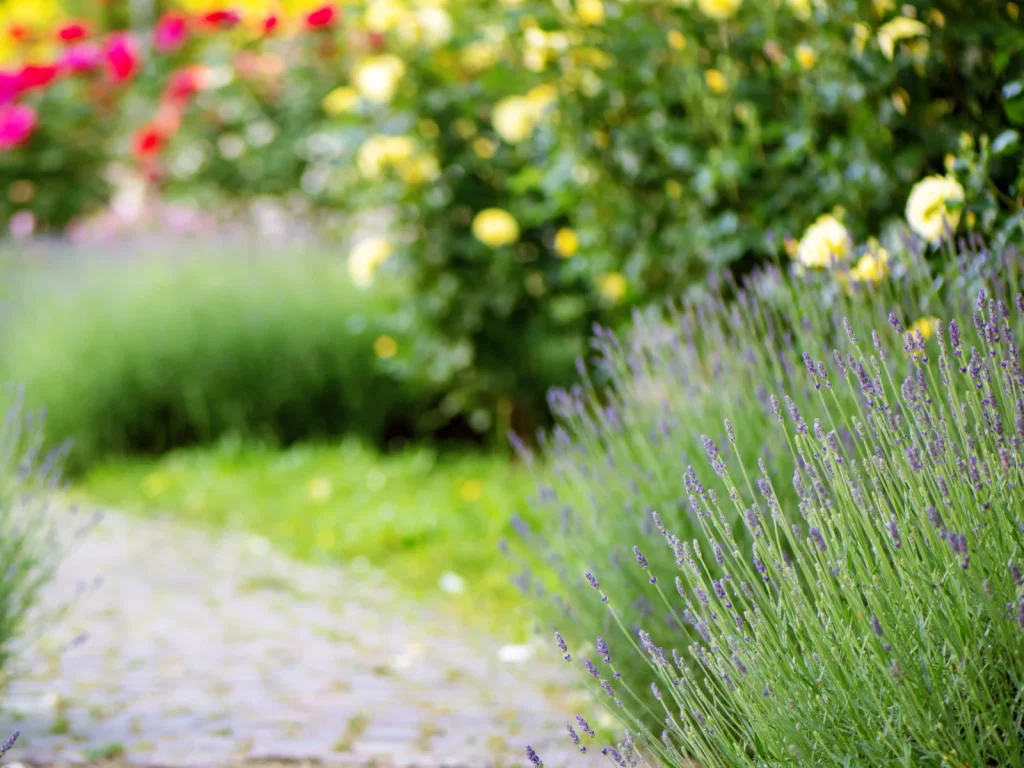 layered garden 5