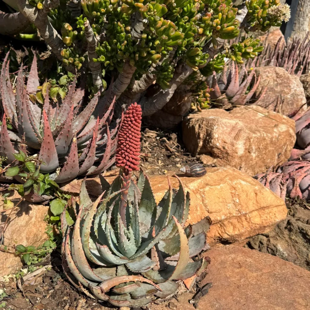 designing with iconic South African plants aloe peglerae