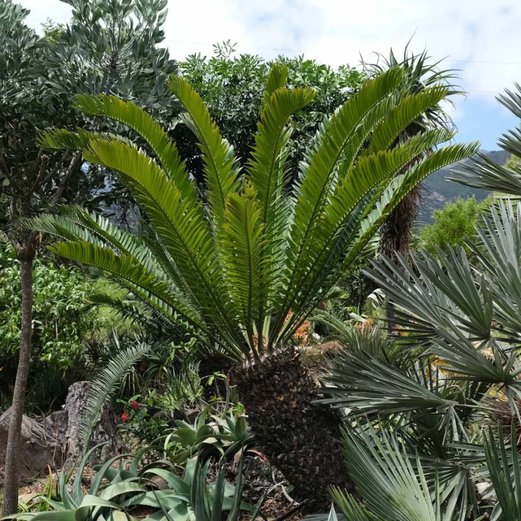 designing with iconic South African plants Encephalartos Cycads