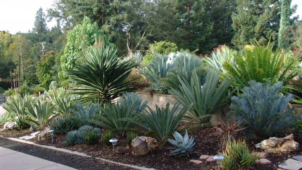 South African garden design with Encephalartos cycads
