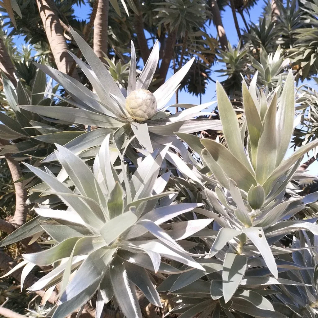 designing with iconic South African plants silver tree