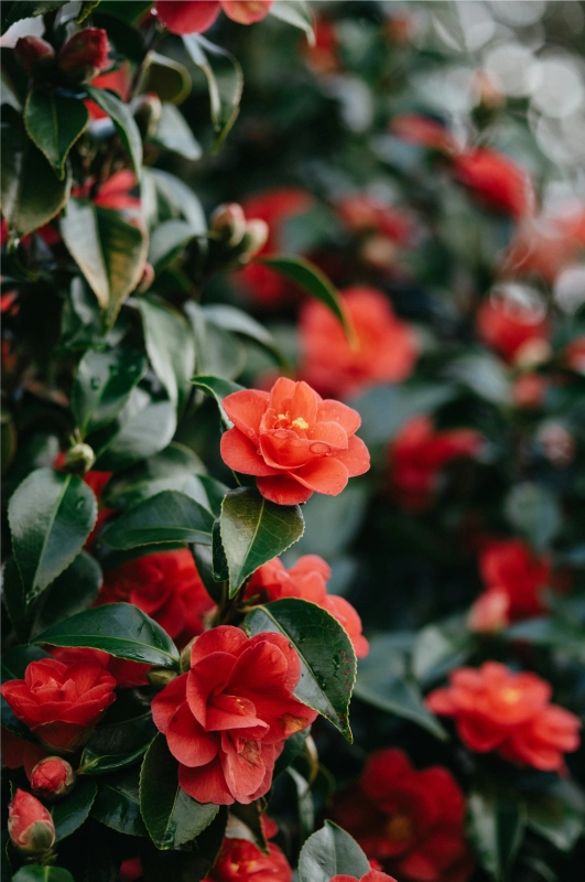 camellia winter garden design camellia japonica