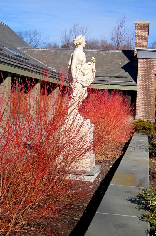 dogwood_branches winter garden design dogwood