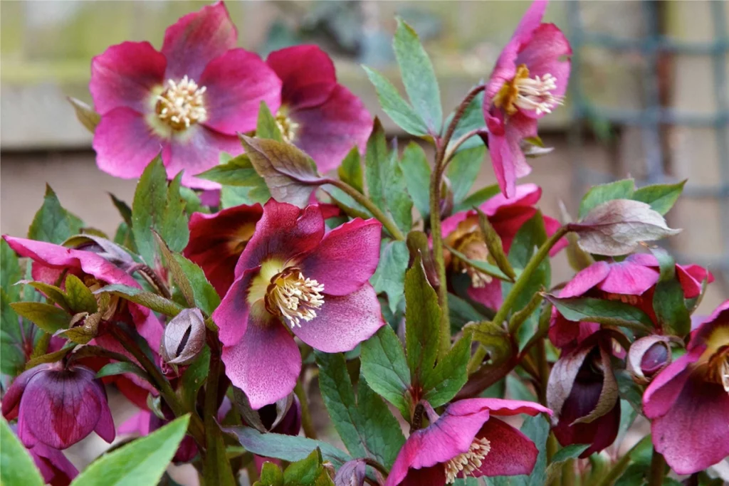hellebores winter garden design hellebores