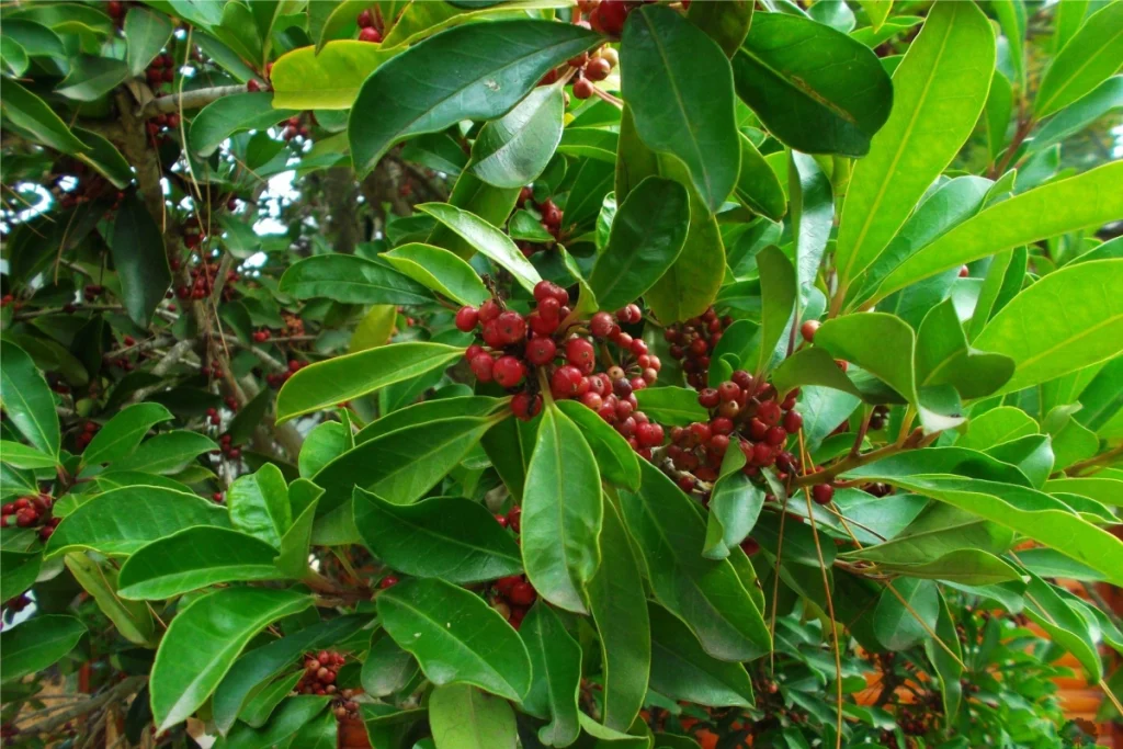 ilex holly berries winter garden design ilex holly