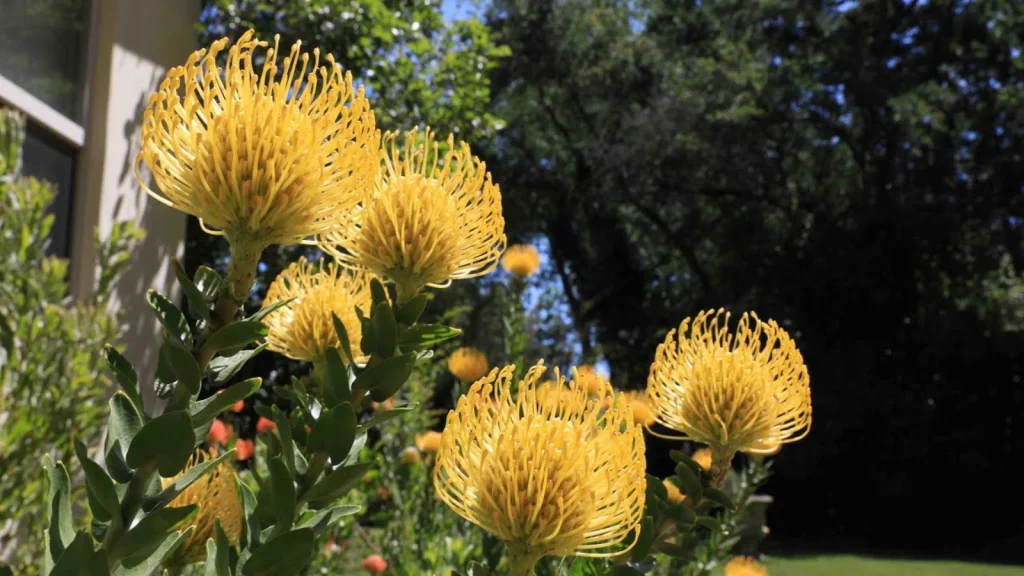 South African garden design with protea species