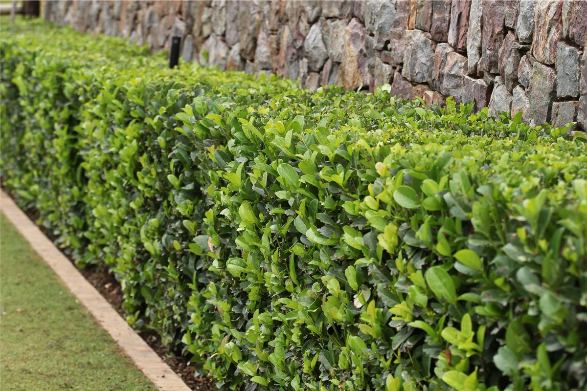 evergeen shrubs 1 evergreen planting with shrubs
