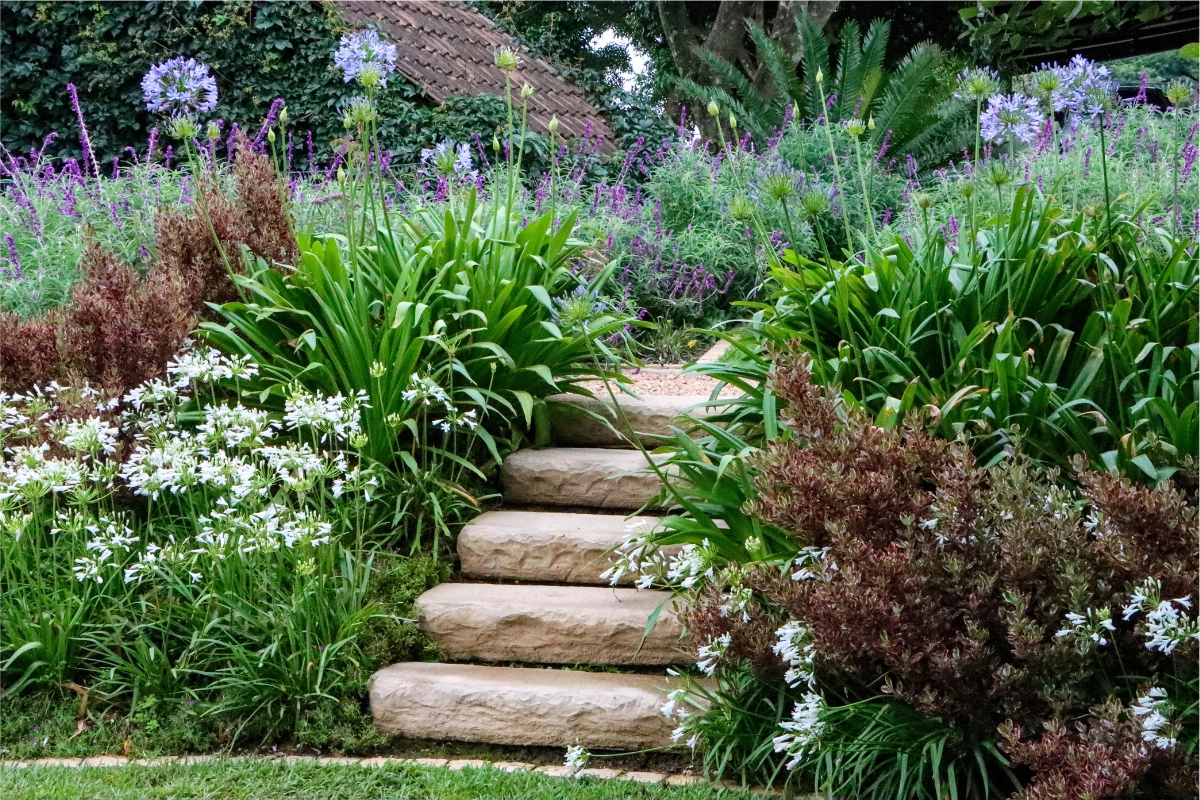 evergeen shrubs 3
