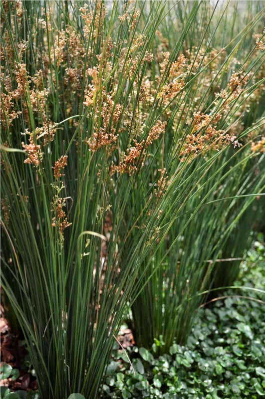 evergeen shrubs 4