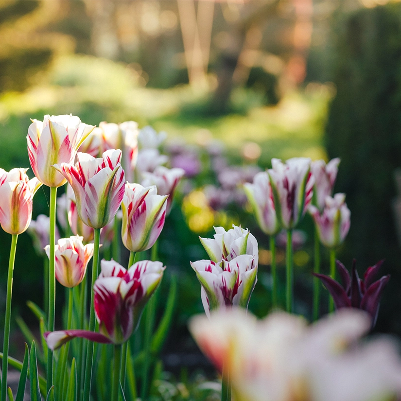 Spring Landscaping tulips